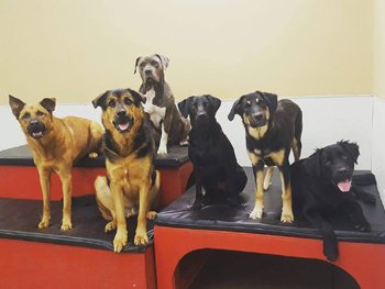 Dogs in daycare